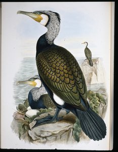 Kormorán (Phalacrocorax Carbo) (kézzel színezett litho) alkotó: John (after) Gould