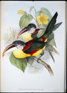 Göndör tarajos Aracari (Pteroglossus Beauharnaisi) (kézzel színezett litho) alkotó: John (after) Gould