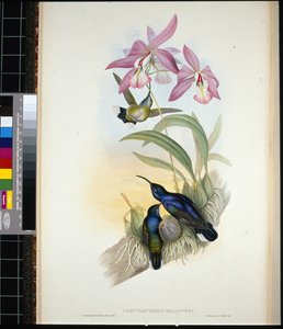 De-Lattre szablyaszárnya (campylopterus Delattrei) (kézzel színezett litho)