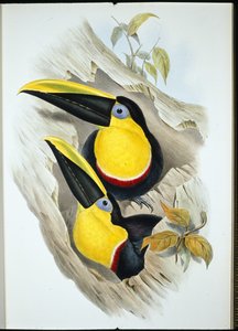 Kétségbeesett tukán (Ramphastos Ambiguus) (kézzel színezett litográfia) alkotó: John (after) Gould