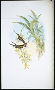 Esti kolibri (Rhodopis Vespera) (kézzel színezett litho) alkotó: John (after) Gould