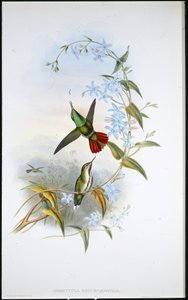 Tüzesfarkú avocet (Avocettula Recurvirostris) (kézzel színezett litho) alkotó: John (after) Gould