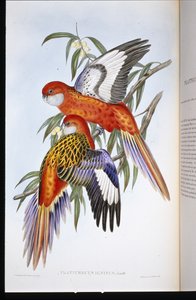 Tüzes papagáj (platycercus ignitus) (kézzel színezett litho)