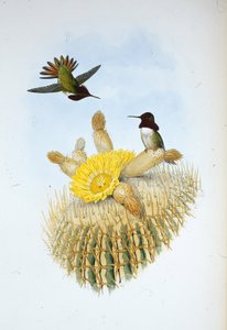 Floresi lánghordozója (Selasphorus floresii) (kézzel színezett litó) alkotó: John (after) Gould