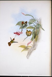 Fodros kacér (Lophornis Magnificus)