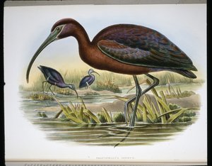 Fényes bak (Falcinellus Igneus) (színes metszet) alkotó: John (after) Gould