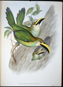 Aranyzöld barázdacsőrű tukán (Aulacoramphus Prasinus) (kézzel színezett litho) alkotó: John (after) Gould