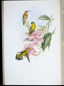 Aranytorkú kolibri (Chryso Bronchus Virescens) (kézzel színezett litho) alkotó: John (after) Gould