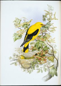 Arany oriole (Oriolus Galbula) (kézzel színezett litó) alkotó: John (after) Gould