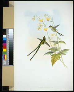 Graceful Train-bearer (lesbia gracilis) (kézzel színezett litho) alkotó: John (after) Gould