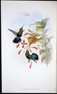 Fű-zöldmellű karib (Eulampis Chlorolaemus) (kézzel színezett litográfia) alkotó: John (after) Gould