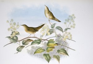 Szöcske poszcsa (Locustella Auicula) (kézzel színezett litho) alkotó: John (after) Gould