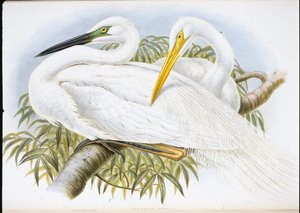 Nagy fehér kócsag (Herodias Alba) (kézzel színezett litó) alkotó: John (after) Gould