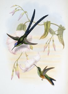 Nagy villafarkú kolibri madár (Hylonymphia Macrocerca) (kézzel színezett litho) alkotó: John (after) Gould