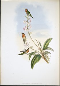 Zöldfarkú remete (Phaethornis Viridicaudata) (kézzel színezett litho) alkotó: John (after) Gould