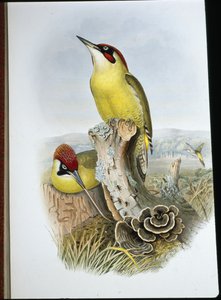Zöld harkály (Gecinus Viridis) (kézzel színezett litho) alkotó: John (after) Gould