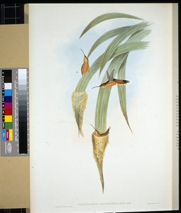 Szürketorkú remete (phaethornis griseogularis) (kézzel színezett litho) alkotó: John (after) Gould