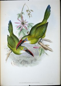 Groove-Bill Toucan (Aulacorhamphus Sulcatus) (kézzel színezett litho) alkotó: John (after) Gould