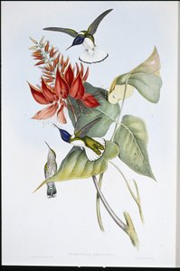 Jakobinus (Florisuga Mellivora) (kézi színes litográfia) alkotó: John (after) Gould