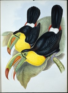 Keelcsőrű tukán (Ramphastos Carinatus) (kézzel színezett litho)