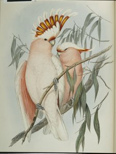 Leadbeater kakadu (Cacatua Leadbeateri) (kézzel színezett litho) alkotó: John (after) Gould