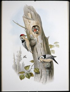 Kis tarka harkály (Picus Minor) (kézzel színezett litho) alkotó: John (after) Gould