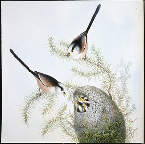 Hosszúfarkú cinege (Mecistura Caudata) (kézzel színezett litho) alkotó: John (after) Gould
