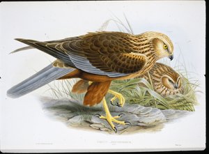 Marsh Harrier (Circus Aeruginosus) (színes metszet) alkotó: John (after) Gould