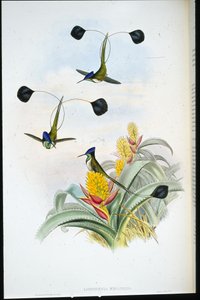 Csodálatos kolibri (Loddigesia Mirabilis) (kézzel színezett litho) alkotó: John (after) Gould