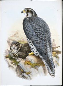 Norvég sólyom (Falco Gyrfalco) (kézzel színezett litográfia)