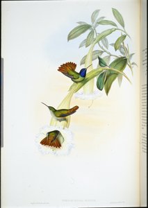 Oenone kolibri (Chrysuronia oenone) (kézzel színezett litho) alkotó: John (after) Gould
