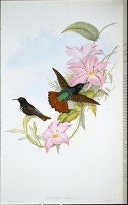 Pamela napsugár (Aglaeactis Pamela) (kézzel színezett litó)