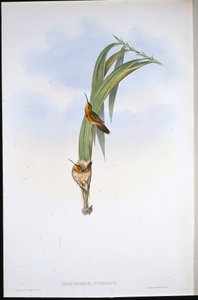 Malacka remete (Phaethornis Pygmaeus) (kézzel színezett litó) alkotó: John (after) Gould