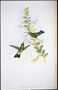 Bolhatorkú kolibri (Aphantochroa Gularis) (kézszínű végtagok) alkotó: John (after) Gould