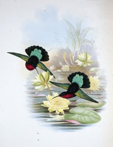 Lila mellű karib (Eulampis Jugularis) (kézzel színezett litho) alkotó: John (after) Gould