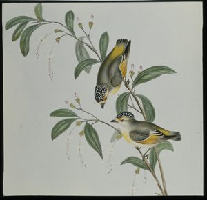 Vörös színű Pardalote (pardalotus rubricatus) (kézzel színezett litó) alkotó: John (after) Gould