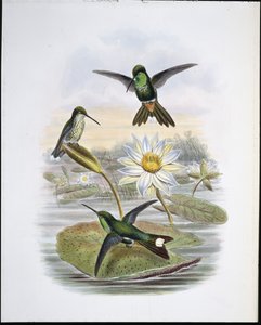 Piros szellőzős fehér hegy (kézzel színezett litho) alkotó: John (after) Gould