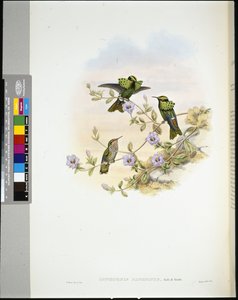 Roraima Coquette (lophornis pavoninus) (kézzel színezett litho) alkotó: John (after) Gould