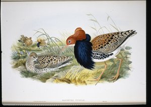 Ruff (kéz színű végtagok) alkotó: John (after) Gould