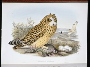 RÖVIDFÜLÚ BAGOLLY (Brachyotus Palustris) (kézzel színezett litho) alkotó: John (after) Gould
