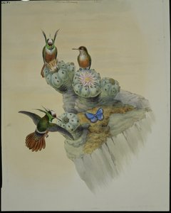 Salvin koktél (Lophornis Adorabilis) (kézi színezett litográfia) alkotó: John (after) Gould