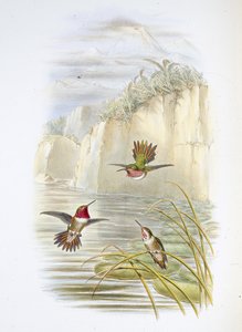 Salvin lánghordozója. (Selasphorus ardens). (kézzel színezett litó) alkotó: John (after) Gould
