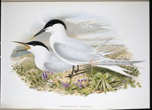 Szendvicscsér (Actochel Cantiaca) (kézzel színezett litográfia) alkotó: John (after) Gould
