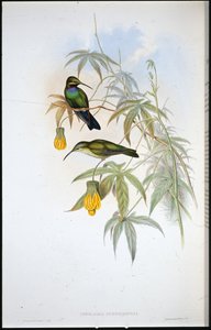 Schreiber-kolibri (Ionolaima Schreibersi) (kézi színezett litográfia) alkotó: John (after) Gould
