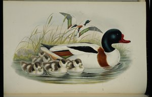 Kagylókacsa (Tadorna Vulpanser) (kézzel színezett litho) alkotó: John (after) Gould