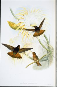 Ragyogó napsugár (Agliaeactis Cupripennis) (kézzel színezett litho) alkotó: John (after) Gould