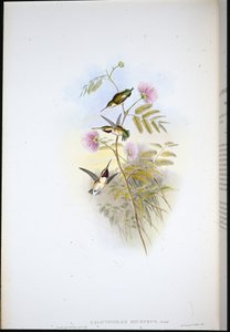 Rövidfarkú erdei csillag (Calothorax Micrurus) (kézzel színezett litho) alkotó: John (after) Gould