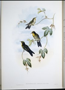 Simon töviscsőrűje (Ramphamicron Dorsale) (kézzel színezett litó) alkotó: John (after) Gould