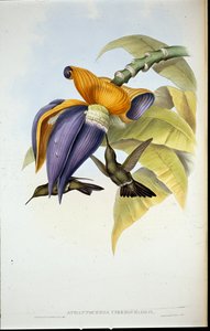 Szomorú kolibri (Aphantochroa cirrhochloris) (kézi színezett litográfia) alkotó: John (after) Gould