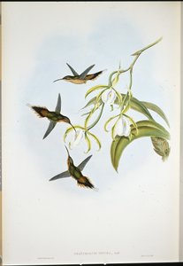Déli remete (Phaethornis Zonura) (kézzel színezett litho) alkotó: John (after) Gould